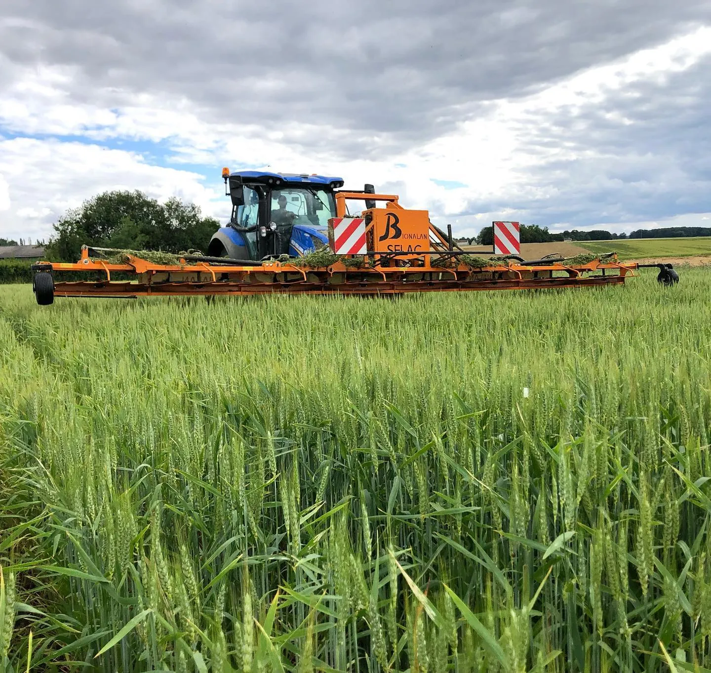 Écimeuse La Selac Bionalan en fonctionnement