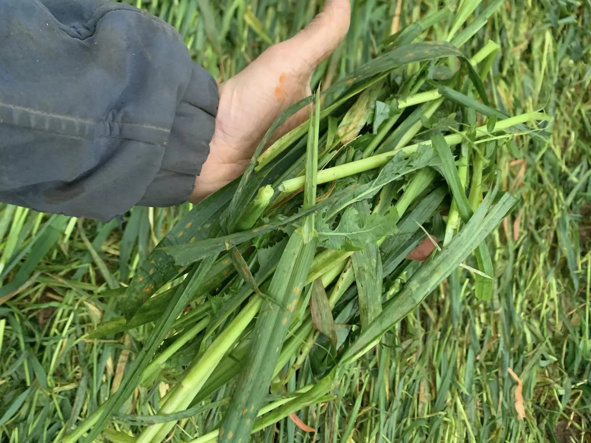 rouleau destructeur biola bionalan