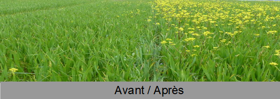 Ecimeuse avant apres